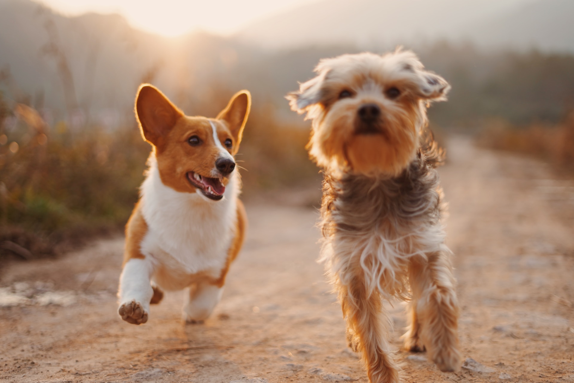 two dogs running down dirt path at sunset