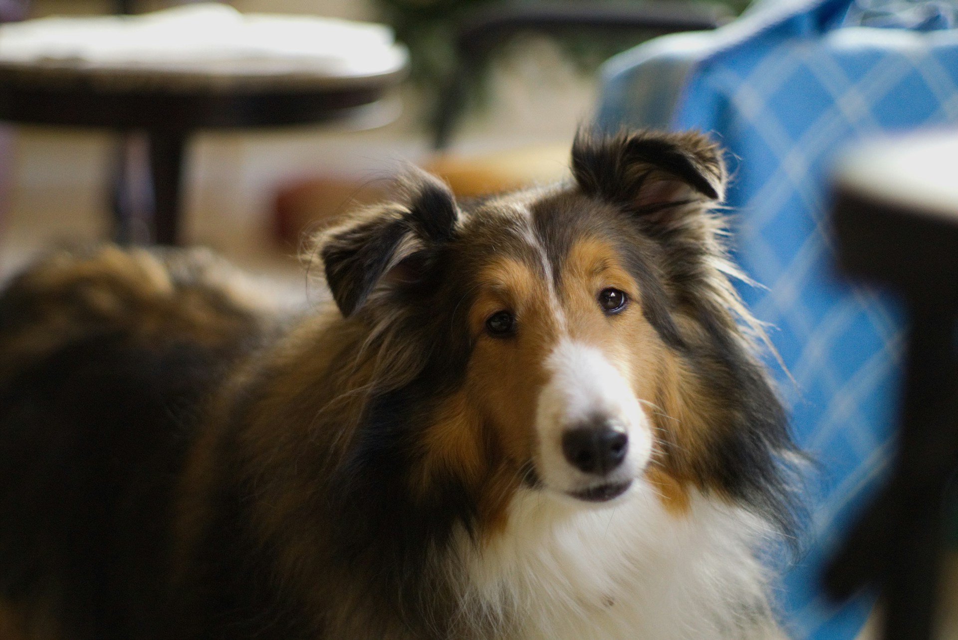 brown and white collie standing in kitchen