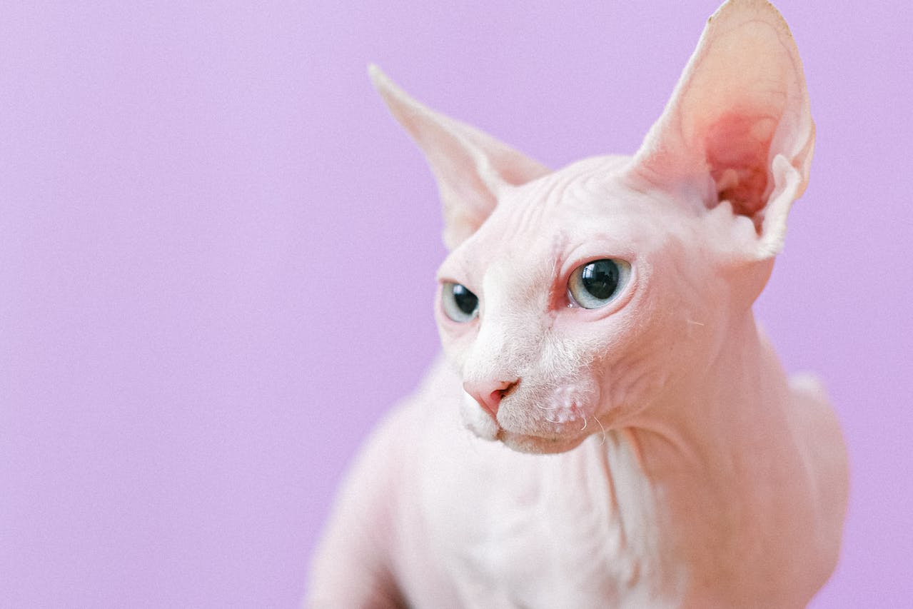 A pale pink Sphynx cat with ble eyes looks off to the left against a purple background