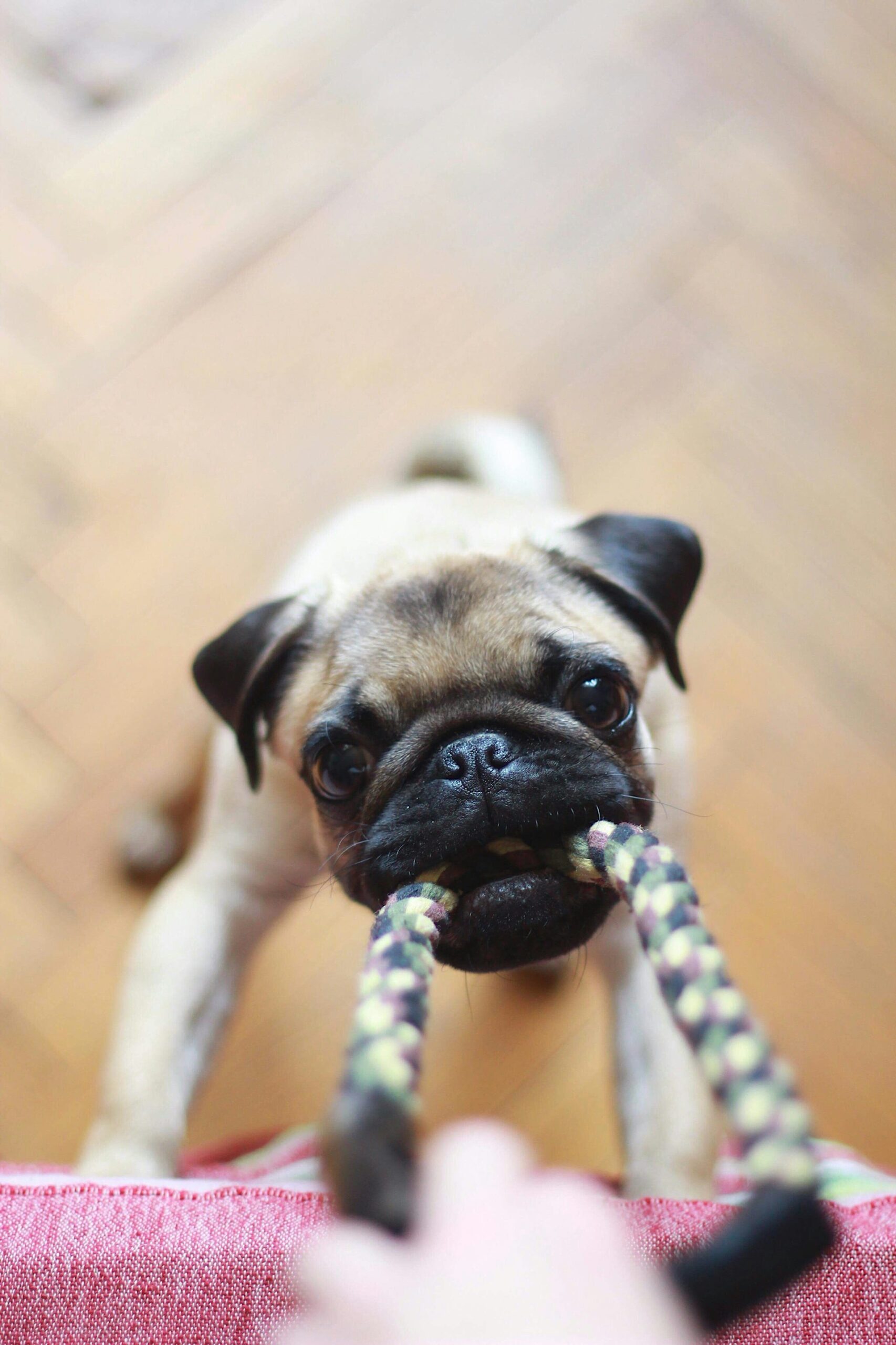 pug playing tug of war with owner