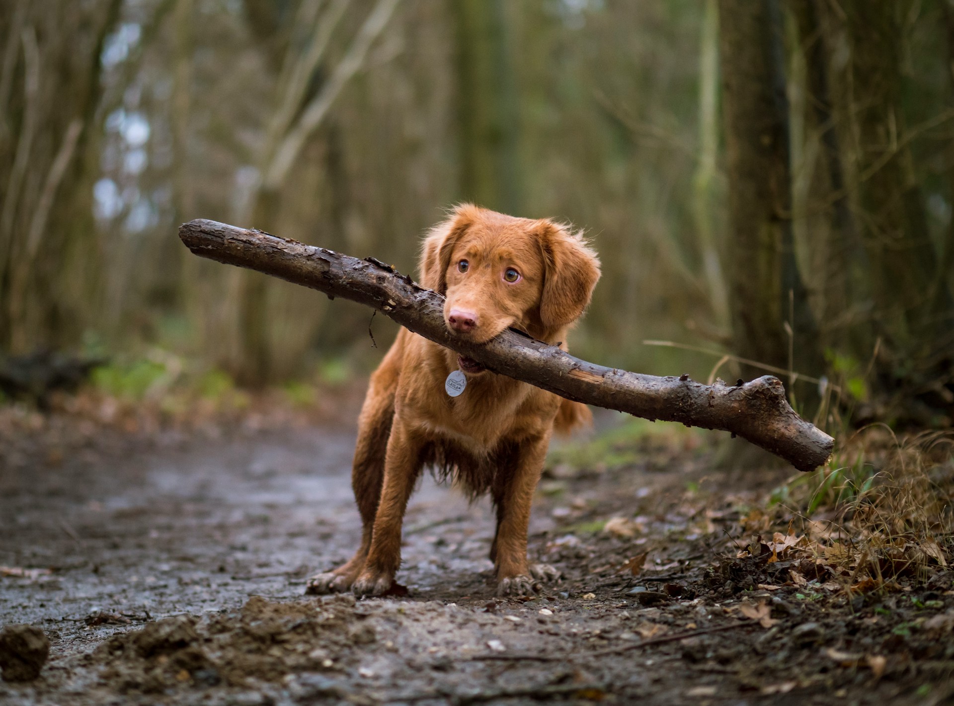 brown dog carrying large stick in woods
