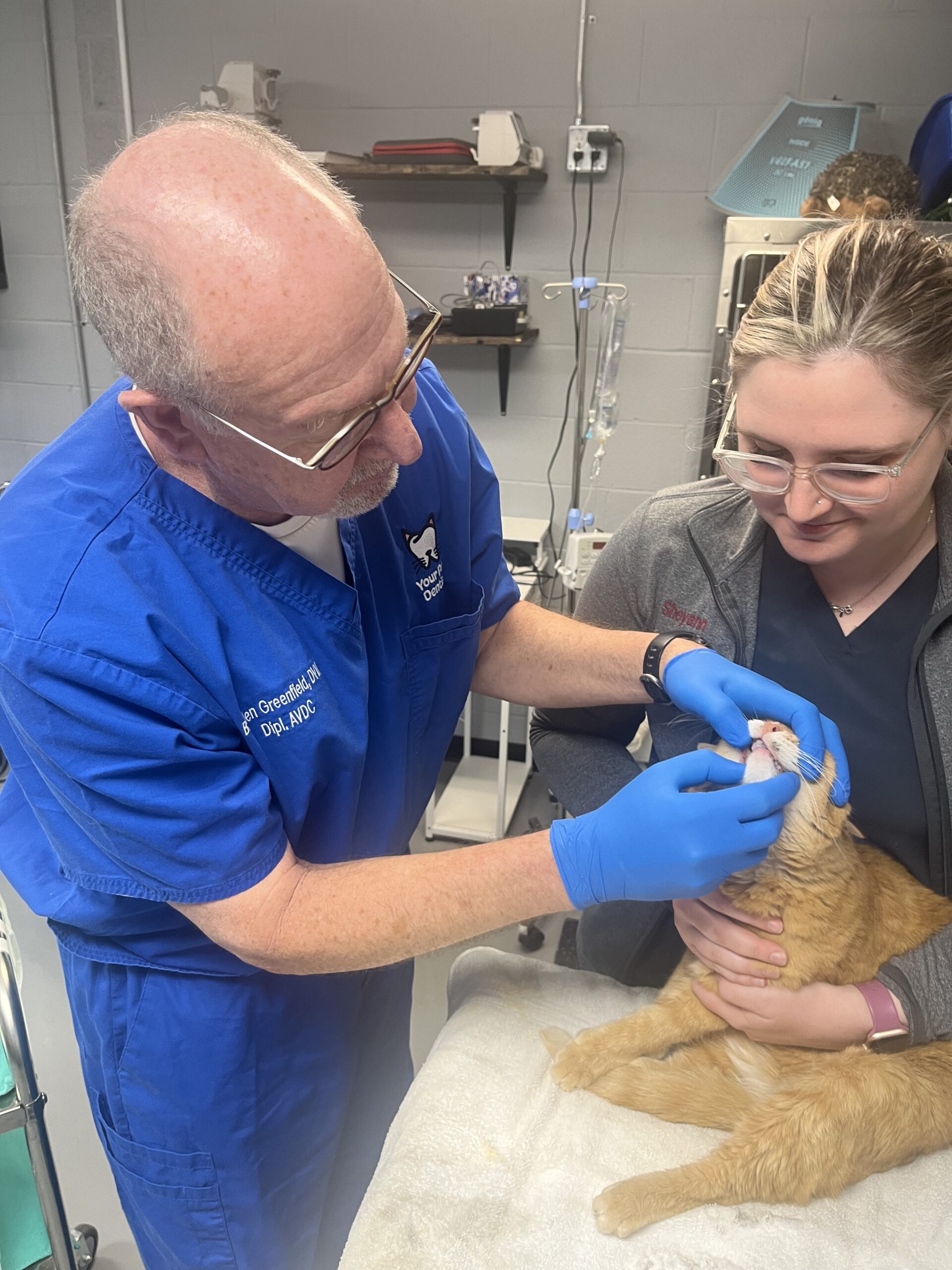 Dr. Greenfield and technician give a pet an oral examination before teeth cleaning.