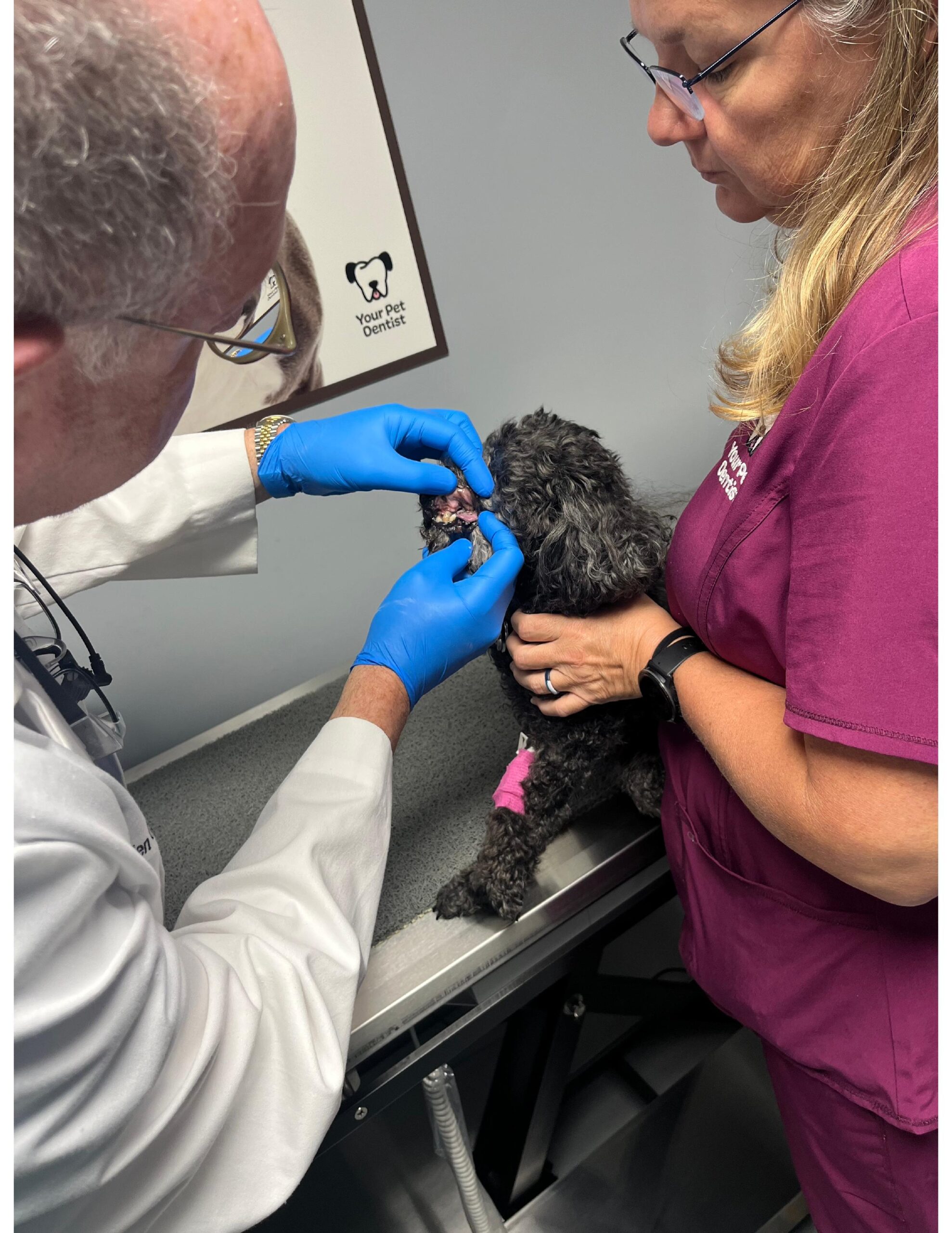 Dr. Greenfield gives a small black dog an oral examination.