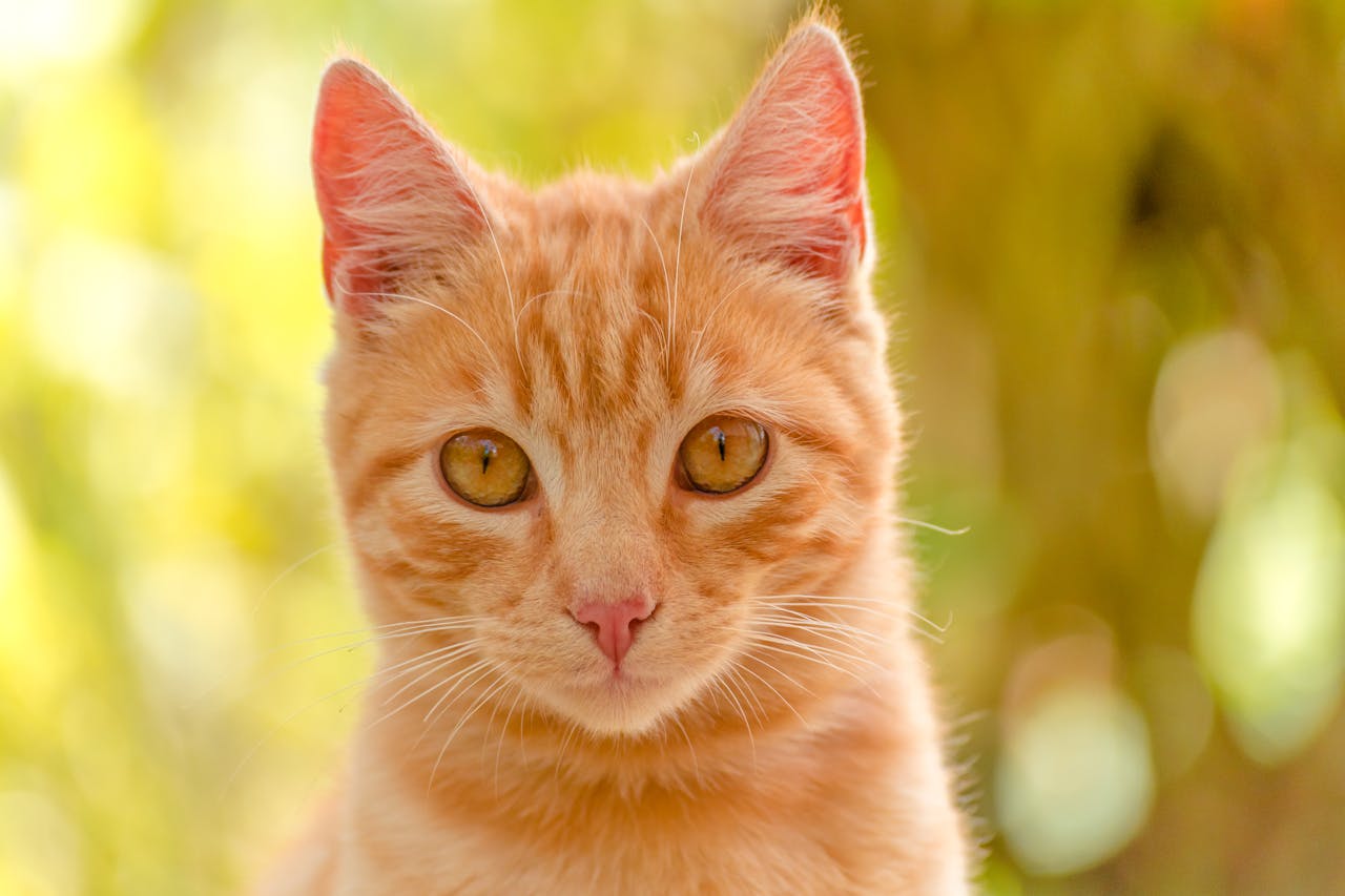 An orange cat with gold eyes stares into the camera